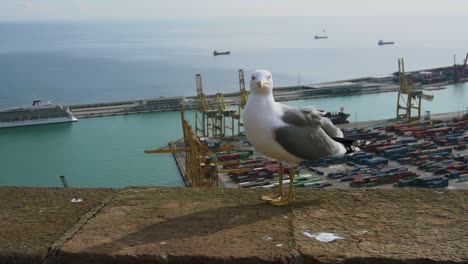 Seagull-Standing-in-Front-of-Fright-Transport-Dock-Machinery-next-to-the-Sea