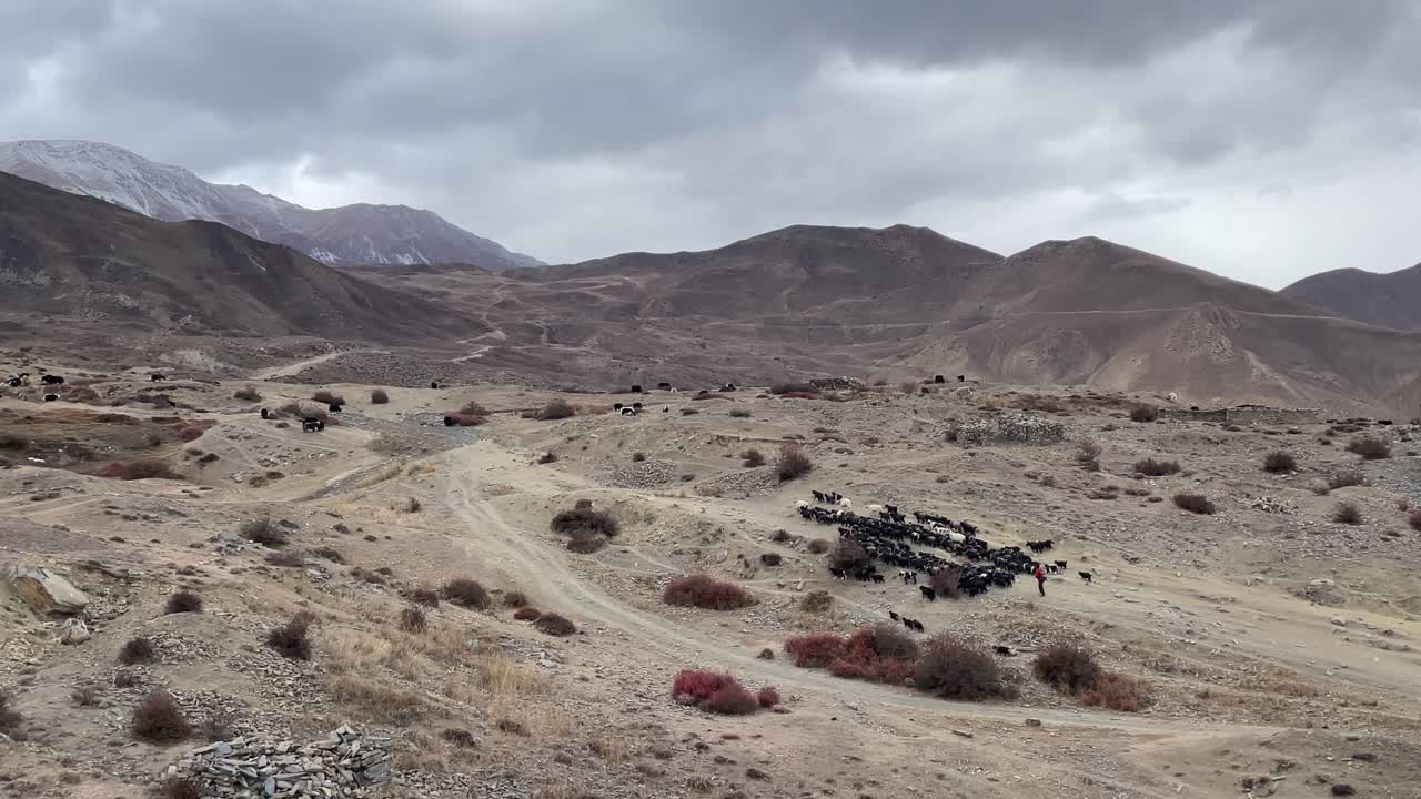 Goats and sheep walking up a barren hillside in the desert wasteland of the Himalaya Mountains of Nepal