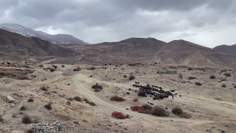 goats and sheep walking up a barren hillside in the desert wasteland of the himalaya mountains of nepal