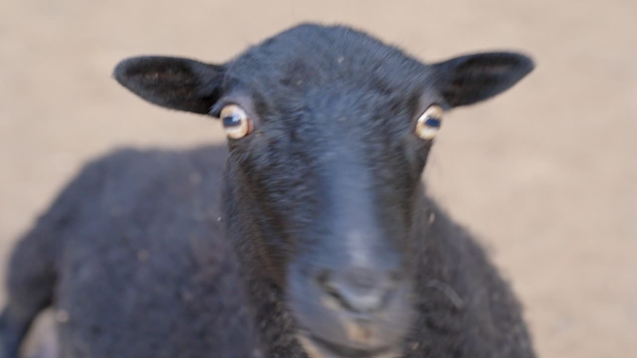 검은색 털 양털 염소 가 카메라 에서 멀어지고 있다