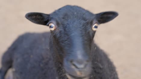 pitch black fur wool goat moving away from camera