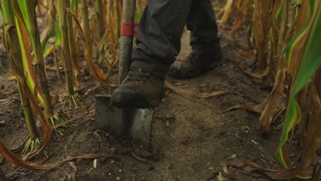 closeup view of soil test in corn field