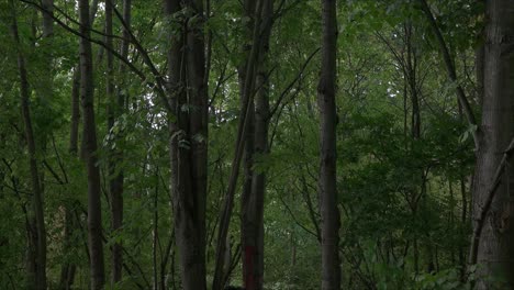 WALKING IN A MISTY  FOREST