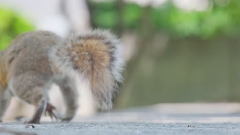 cute squirrel in the autumn forest close-up. animal, wild, cute, rodent, nature, forest