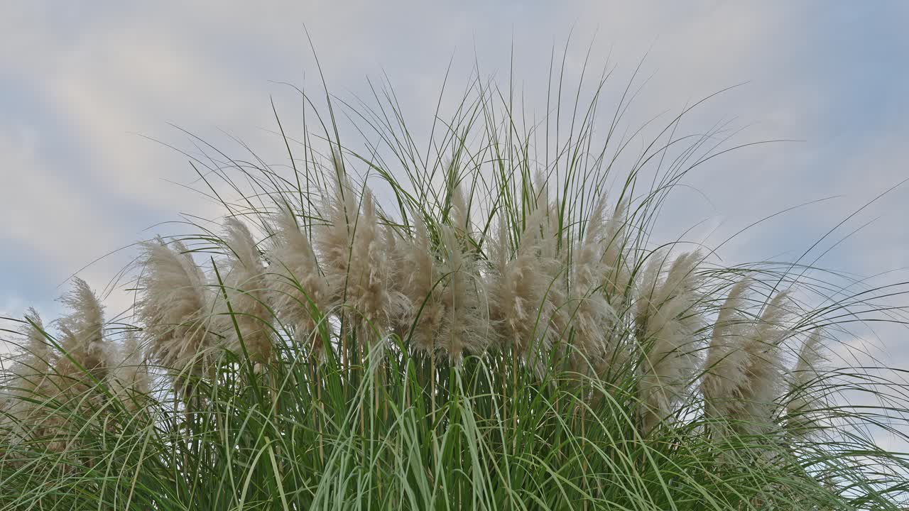 A close-up shot of the tall, flowing plumes of pampas grass against a soft, overcast evening sky