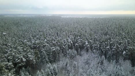 Aerial-view-of-a-frozen-pine-tree-forest-with-snow-covered-trees-in-winter