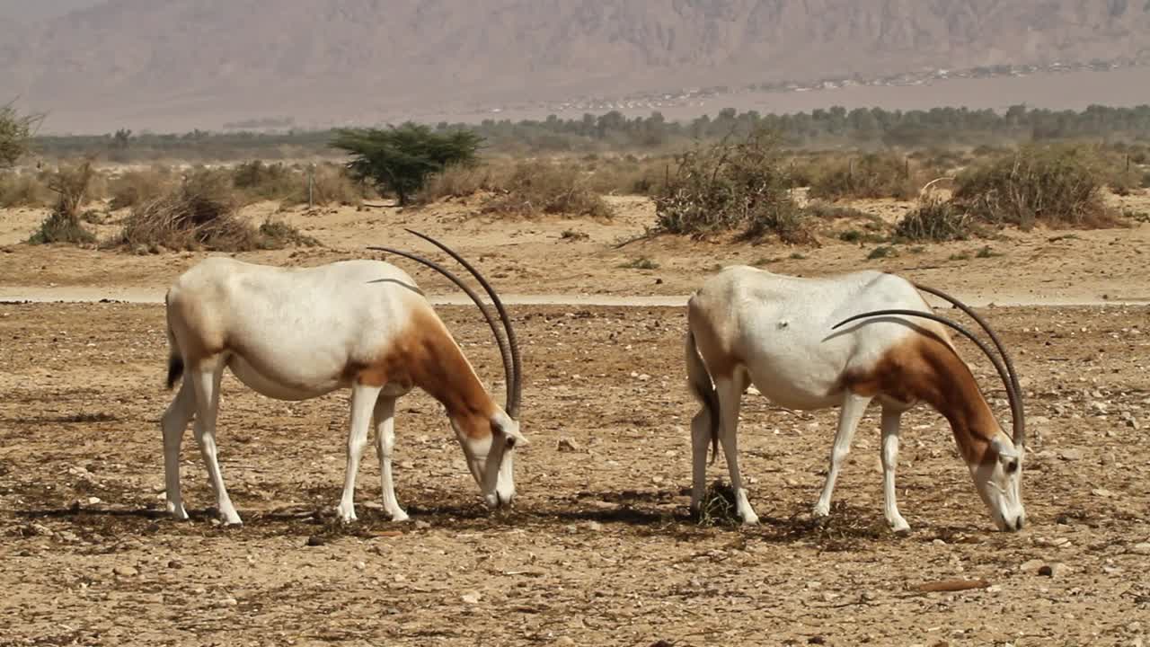 Scimitar Oryx in captive-breeding program in Israel.
