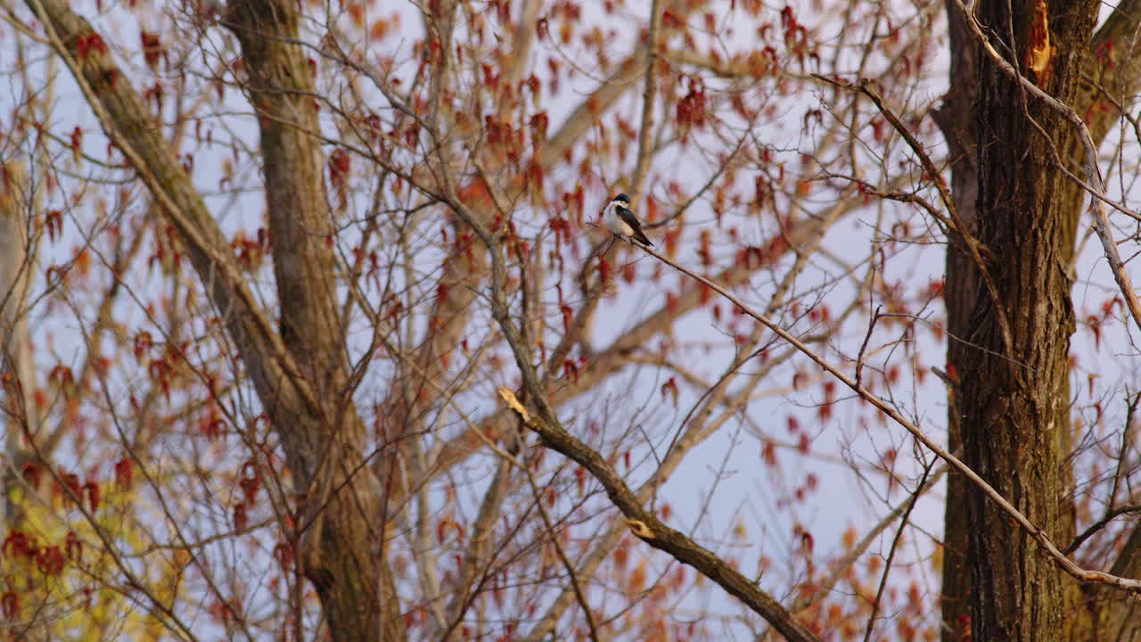 Beautifully detailed slow-mo footage of purple martins during a crisp spring morning.