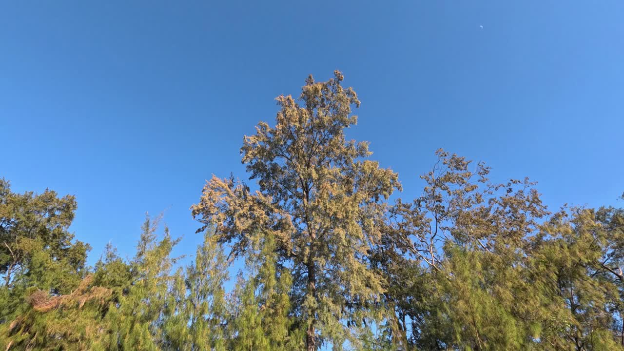 은 하늘을 배경으로 나무 꼭대기의 조용한 풍경