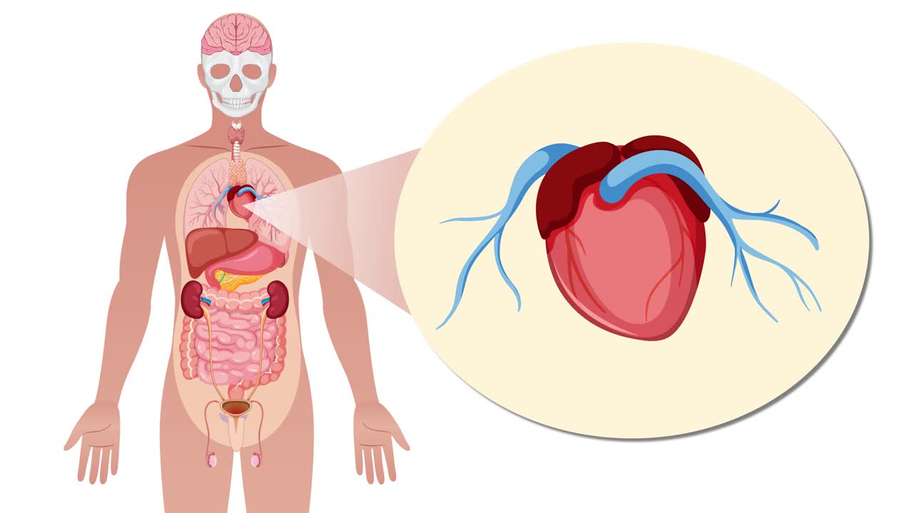 Animation transitions from a full human figure to a close-up anatomical view of the heart, highlighting circulatory system details with smooth zoom and pan effects