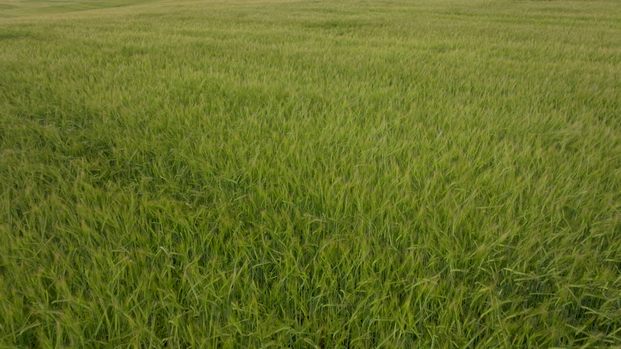 volando en reversa sobre una gran cosecha de hierba de trigo verde que sopla con un viento fuerte