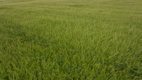 Volando-En-Reversa-Sobre-Una-Gran-Cosecha-De-Hierba-De-Trigo-Verde-Que-Sopla-Con-Un-Viento-Fuerte