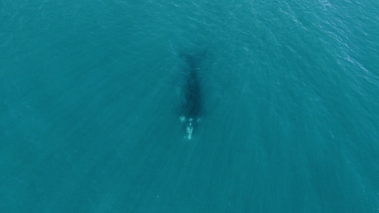 ballena bajo el agua de cerca a ancho - vista superior aérea alejada