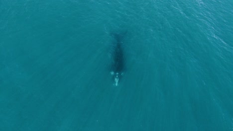 Ballena-Bajo-El-Agua-De-Cerca-A-Ancho---Vista-Superior-Aérea-Alejada