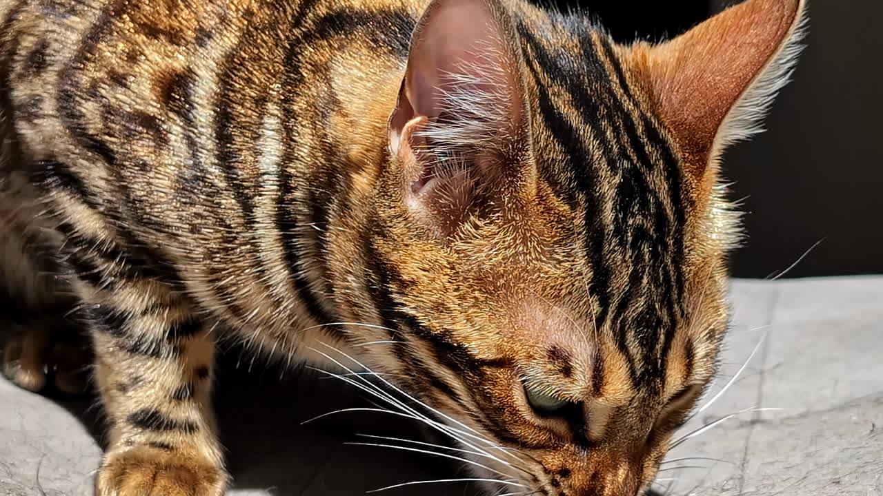 Bengal cat eating on soft surface in relaxed indoor setting