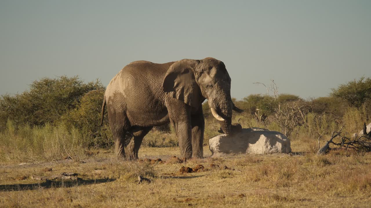 진흙 투성이의 코끼리는 큰 바위에 몸통과 다리를 긁습니다.
