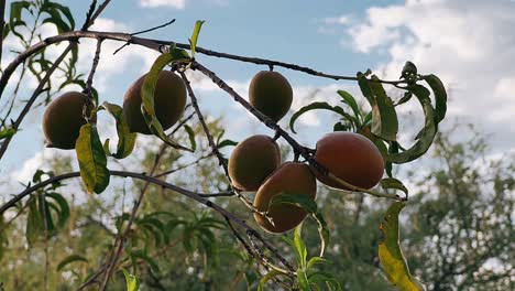 melocotones en una rama de árbol