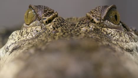 Salzwasserkrokodil-Makro-Rack-Fokus-Von-Der-Schnauze-Bis-Zu-Den-Augen