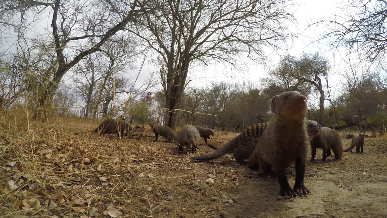 아프리카 사바나 필드에서 음식을 찾고 있는 줄무늬 몽구스 그룹 솔직한 카메라 클로즈업 샷