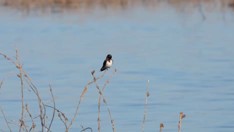 looks up while another bird flies to the left the preens itself, barn swallow hirundo rustica, thailand
