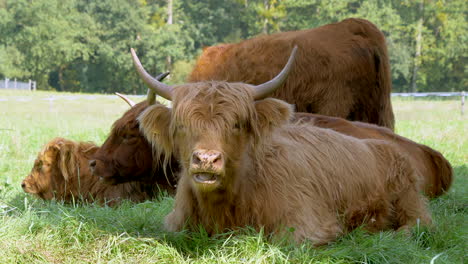 Nahaufnahme-Einer-Wilden-Hochlandrinderfamilie,-Die-Auf-Einer-Grünen-Weide-In-Der-Wildnis-Weidet-–-Prores-4K-Aufnahme