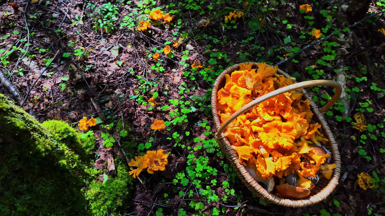 Cesto di vimini in legno di funghi finferli freschi nel bosco