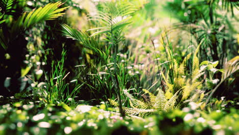 close up jungle grass and plants