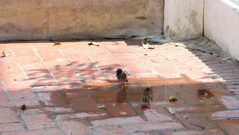 multiple sparrows enjoying a water puddle bath