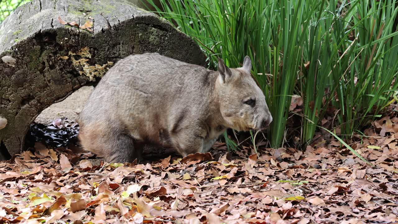 Wombat exploring and sniffing around a garden