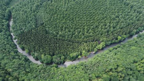 profundo y exuberante bosque enclavado en el campo ondulado con el río tamar en cornwall y devon