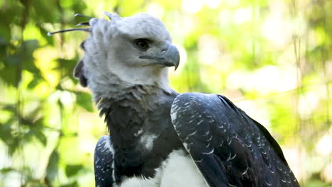 the harpy eagle is a neotropical species of eagle