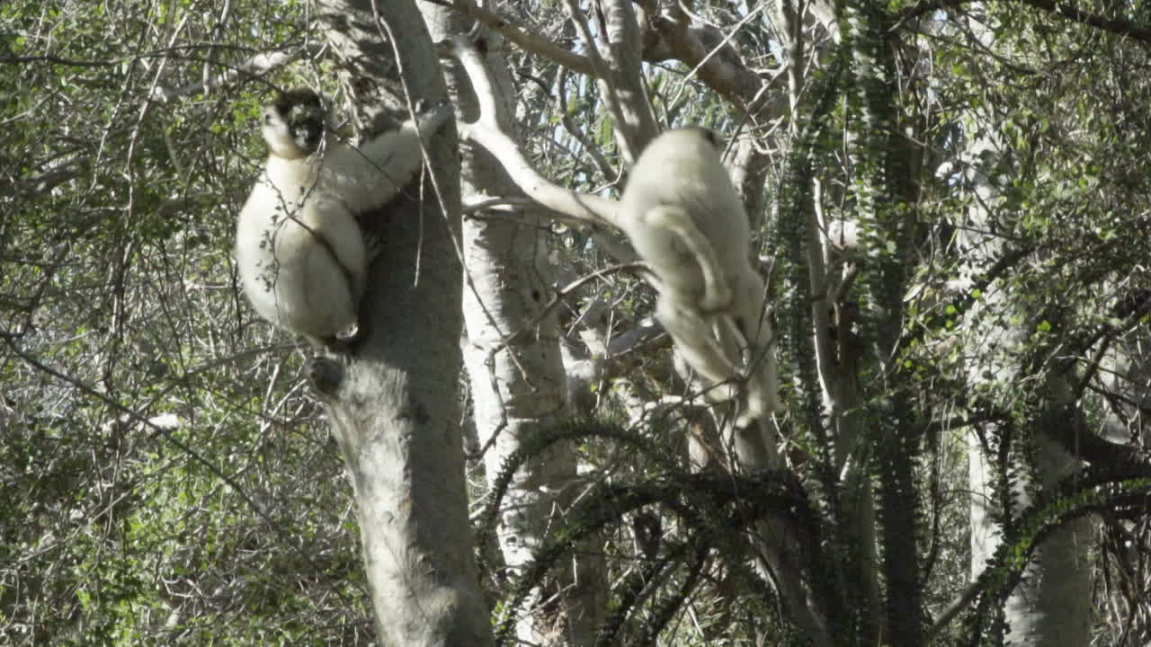 toma en cámara lenta de dos sifakas propithecus verreauxi blancos en un árbol, uno haciendo un doble salto a un árbol en la distancia