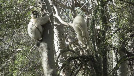 Toma-En-Cámara-Lenta-De-Dos-Sifakas-Propithecus-Verreauxi-Blancos-En-Un-árbol,-Uno-Haciendo-Un-Doble-Salto-A-Un-árbol-En-La-Distancia