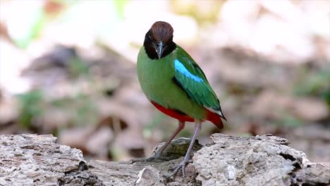 Commonly-found-in-the-Southeast-Asia-and-quite-a-friendly-bird