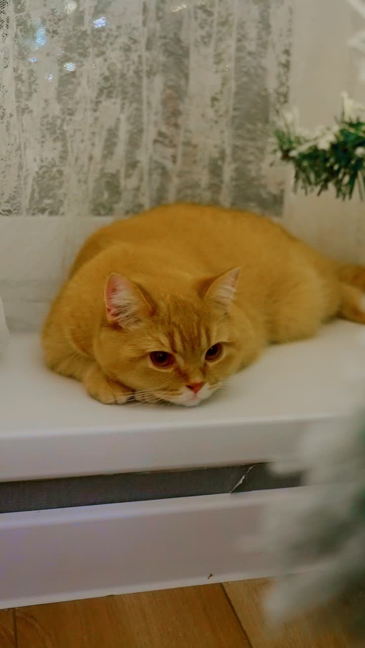 A Relaxed Golden-Furred Cat Resting Comfortably on a Windowsill, Watching its Surroundings with Curiosity and Playfulness, Immersed in a Cozy Indoor Environment Full of Soft Textures and Warm Lighting
