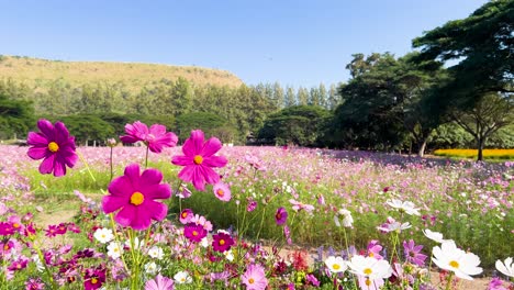 vibrant cosmos flowers in a scenic landscape