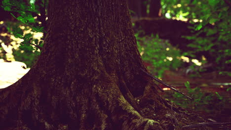 roots of an old tree overgrown with moss