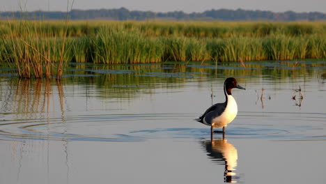 a northern pintail duck in a calm wetland