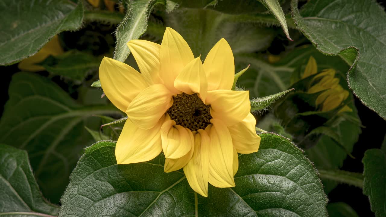 4k el lapso de tiempo del girasol