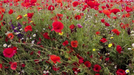 Eine-Slider-Aufnahme-Von-Mohnblumen,-Die-Langsam-Im-Wind-Wehen