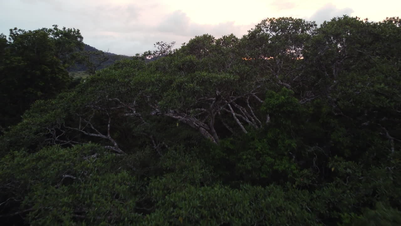 vista aérea de un bosque, lleno de árboles verdes y un lago detrás