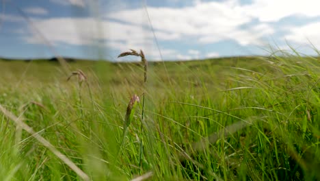 a low angle close up view of a gentle breeze slowly swaying blades of grass which is startign to go to seed in a patchwork landscape of habitats on hand island, sutherland, scotland.