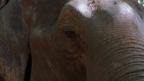 Adult-elephant-grabbing-bamboo-and-flapping-ears-while-eating,-Thailand-–-close-up