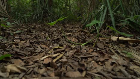 Motion-shot-of-deep-green-inside-forest