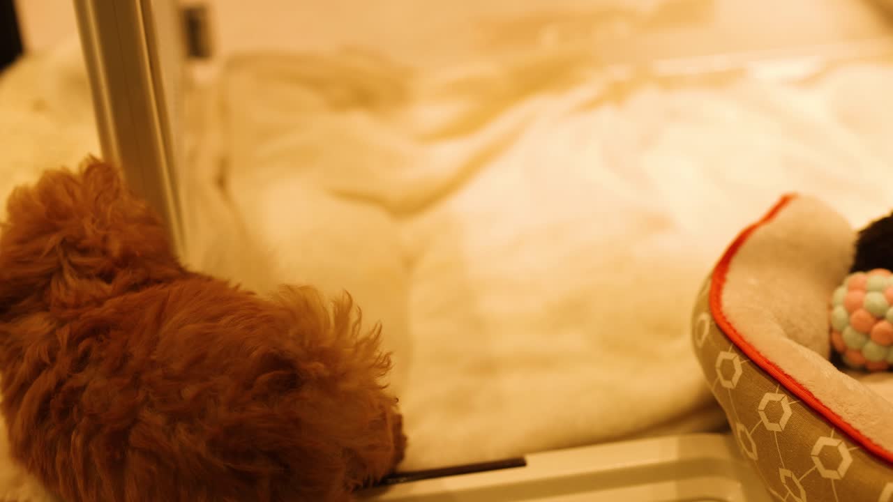 강아지는 거울에 반사된 모습과 상호 작용합니다.