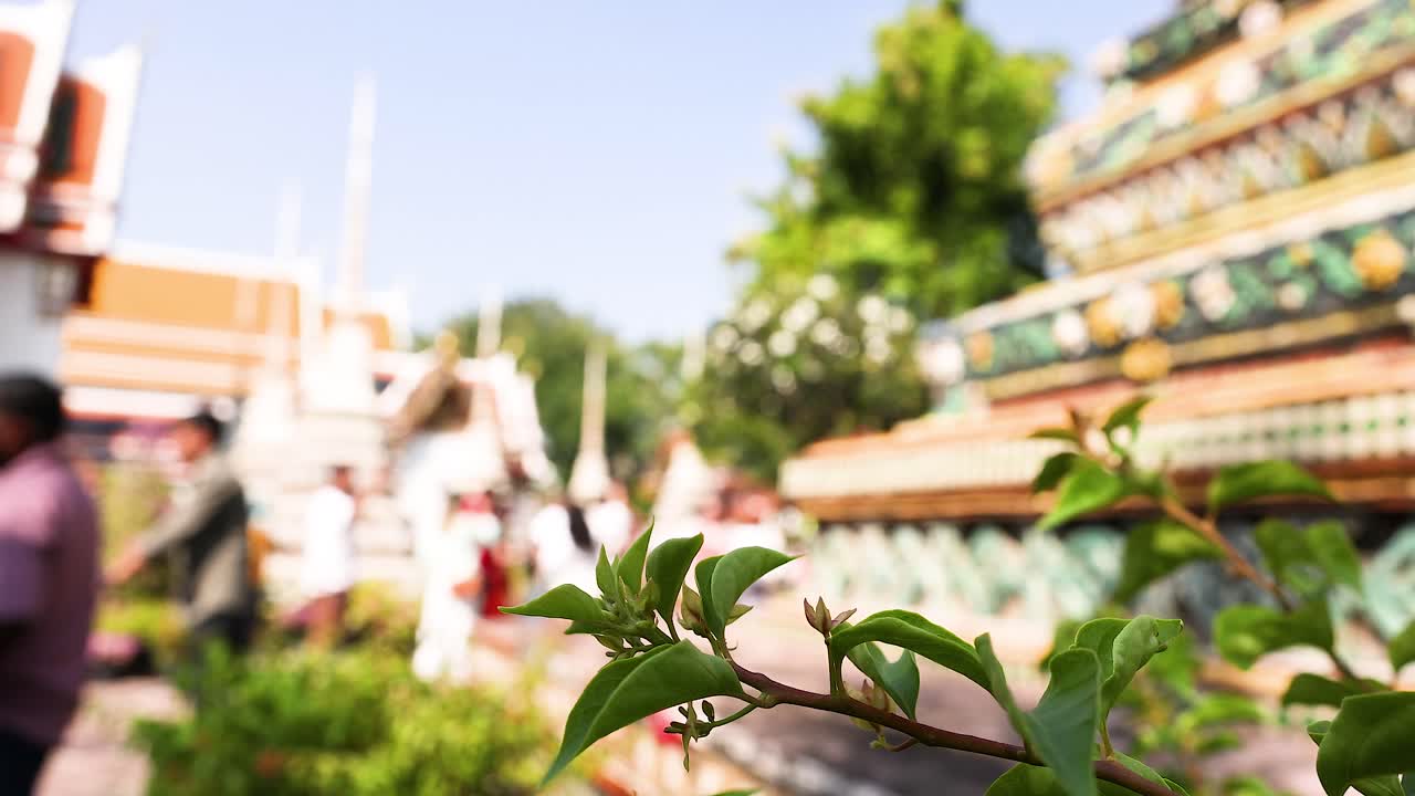 방의 포 (wat pho) 에서 조용한 장면, 밝은 낮빛 아래 울창한 초록색과 사원 건축물을 보여줍니다.