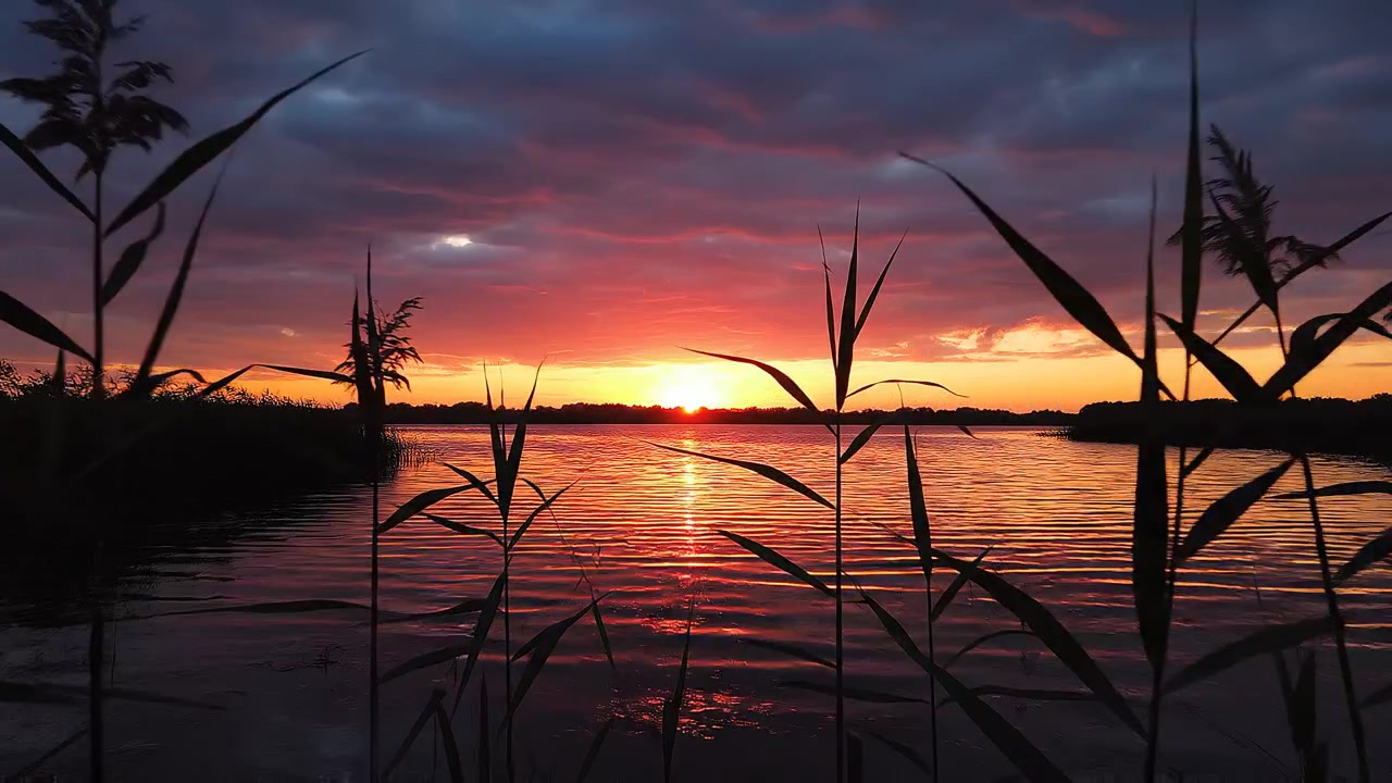 Levende solnedgang over rolig sø med silhuetter af siv i forgrunden