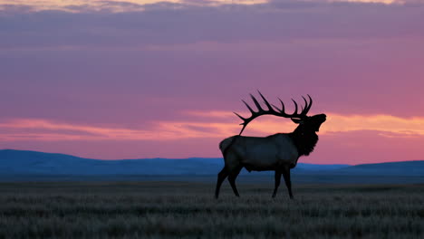 bull elk silhouette at sunset
