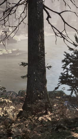 a tall tree in the forest by a river