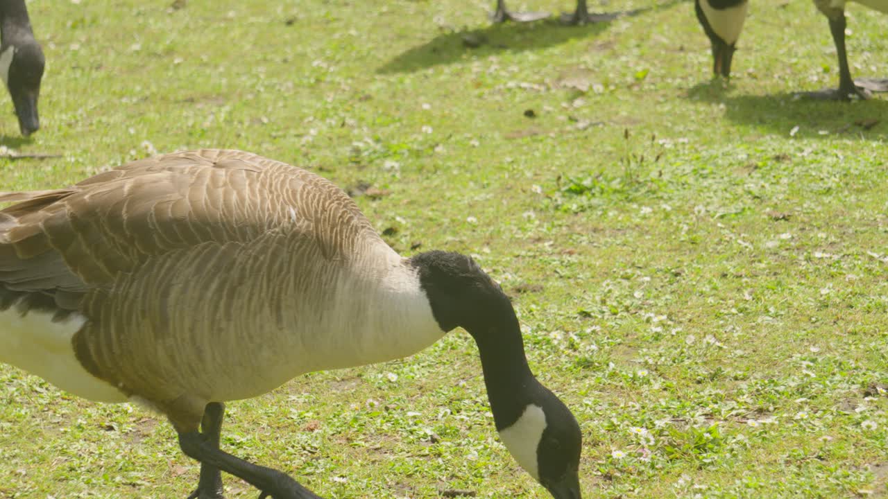 Canada Goose Grazing on Grass with Various Other Birds as it Feeds On Bits of Food. Slow Motion Wildlife Footage.